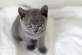ブリティッシュショートヘア【佐賀県・男の子・2014年5月3日・ブルー】の写真1
