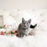 ブリティッシュショートヘア【佐賀県・男の子・2023年8月23日・ブルー】の写真1