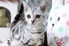 マンチカン【佐賀県・女の子・2015年3月27日・シルバータビー】の写真1