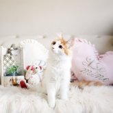 ノルウェージャンフォレストキャット