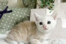 マンチカン【佐賀県・男の子・2015年3月25日・クリームタビー】の写真1