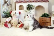 スコティッシュフォールド(立ち耳)【佐賀県・女の子・2022年1月1日・ダイリュートキャリコ】の写真1