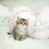 ペルシャ(チンチラ)【佐賀県・女の子・2022年10月4日・チンチラゴールデン】の写真1