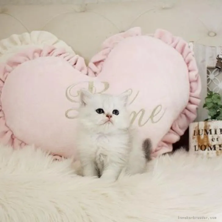 ID:2211-01572の子猫