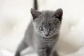 ブリティッシュショートヘア【佐賀県・男の子・2014年5月3日・ブルー】の写真2