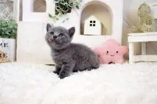 ブリティッシュショートヘア【佐賀県・女の子・2021年8月22日・ブルー】の写真2