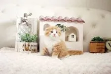 スコティッシュフォールド(折れ耳)【佐賀県・男の子・2021年6月22日・レッドタビー&ホワイト】の写真2