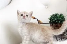 スコティッシュフォールド(立ち耳)【佐賀県・女の子・2020年3月3日・クリームタビー】の写真2