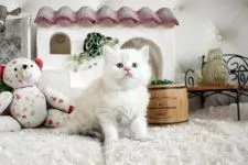 スコティッシュフォールド(立ち耳)【佐賀県・男の子・2022年4月2日・クリームタビー】の写真2
