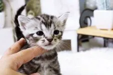 マンチカン【佐賀県・女の子・2015年9月6日・シルバータビー】の写真2