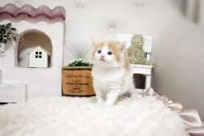 ノルウェージャンフォレストキャット【佐賀県・男の子・2021年10月7日・レッド&ホワイト】の写真2