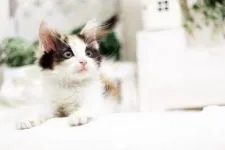 ノルウェージャンフォレストキャット【佐賀県・女の子・2016年8月10日・キャリコ】の写真2