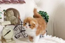 スコティッシュフォールド(折れ耳)【佐賀県・女の子・2018年1月31日・レッドタビー&ホワイト】の写真2