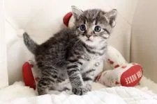 マンチカン【佐賀県・男の子・2015年3月6日・ブラウンタビー】の写真3