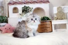 スコティッシュフォールド(立ち耳)【佐賀県・女の子・2022年1月1日・ダイリュートキャリコ】の写真3