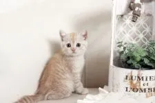 スコティッシュフォールド(立ち耳)【佐賀県・女の子・2020年3月3日・クリームタビー】の写真3