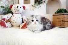 スコティッシュフォールド(立ち耳)【佐賀県・女の子・2022年1月1日・ダイリュートキャリコ】の写真3