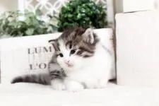 ノルウェージャンフォレストキャット【佐賀県・男の子・2016年10月10日・ブラウンタビー&ホワイト】の写真3