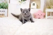 ブリティッシュショートヘア【佐賀県・女の子・2021年8月22日・ブルー】の写真3