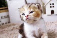 スコティッシュフォールド【佐賀県・女の子・2015年8月15日・キャリコ】の写真3