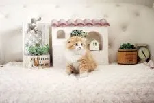 スコティッシュフォールド(折れ耳)【佐賀県・男の子・2021年6月22日・レッドタビー&ホワイト】の写真4