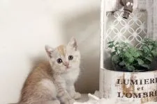 スコティッシュフォールド(立ち耳)【佐賀県・女の子・2020年3月3日・クリームタビー】の写真4