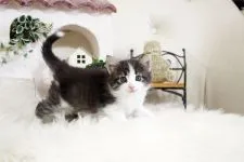 ノルウェージャンフォレストキャット【佐賀県・男の子・2022年5月1日・ブルーマッカレルタビー&ホワイト】の写真4