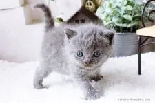 ブリティッシュショートヘア【佐賀県・女の子・2015年6月18日・ブルー】の写真4