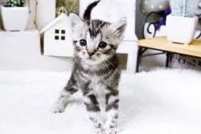 マンチカン【佐賀県・女の子・2015年9月6日・シルバータビー】の写真4