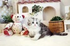 スコティッシュフォールド(立ち耳)【佐賀県・女の子・2022年1月1日・ダイリュートキャリコ】の写真4