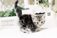 マンチカン【佐賀県・女の子・2016年12月22日・シルバータビー】の写真4