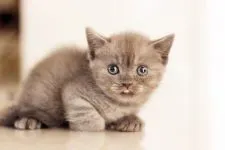 ブリティッシュショートヘア【佐賀県・男の子・2016年1月23日・ブルー】の写真4