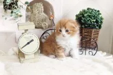 スコティッシュフォールド(折れ耳)【佐賀県・女の子・2018年1月31日・レッドタビー&ホワイト】の写真4