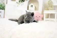 ブリティッシュショートヘア【佐賀県・女の子・2021年8月22日・ブルー】の写真5