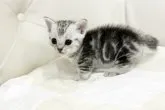 マンチカン【佐賀県・男の子・2014年10月2日・シルバータビー】の写真5