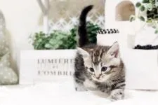 マンチカン【佐賀県・女の子・2016年12月22日・シルバータビー】の写真5