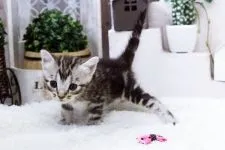 マンチカン【佐賀県・女の子・2015年9月6日・シルバータビー】の写真5