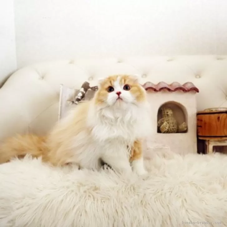 ID：2412-02513の子猫