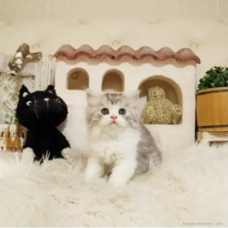 ID：2509-02184の子猫