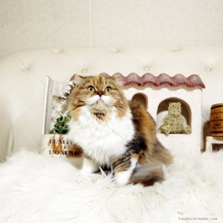 ブリーダー画像