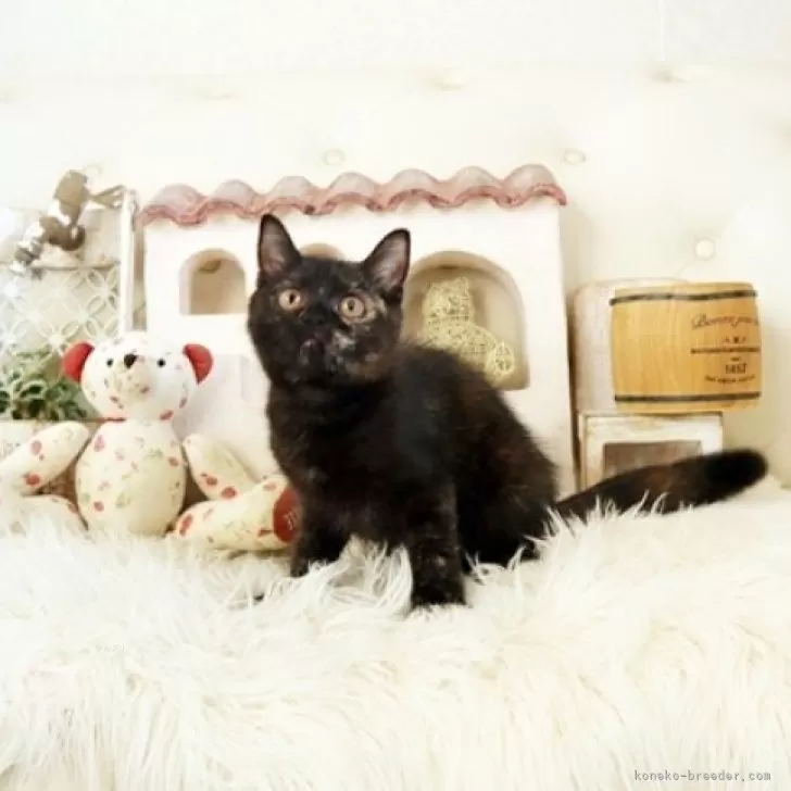 りくえもん 様のお迎えした子猫