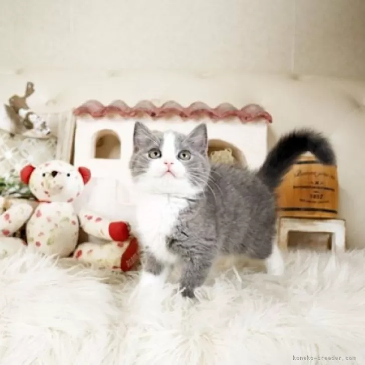 ID:2505-02273の子猫