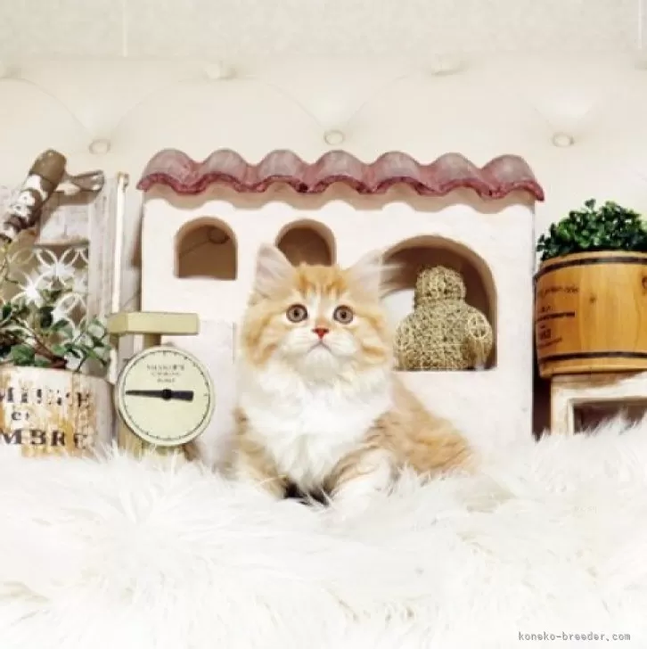 スコティッシュフォールド(立ち耳)【佐賀県・女の子・2025年8月4日・レッドタビー&amp;ホワイト】の写真1