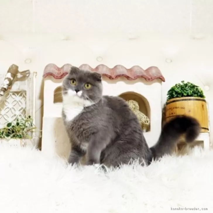 スコティッシュフォールド(折れ耳)【佐賀県・女の子・2025年3月16日・ブルー&amp;ホワイト】の写真1