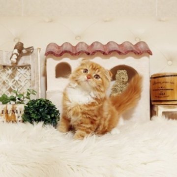 スコティッシュフォールド(折れ耳)【佐賀県・女の子・2025年8月26日・レッドタビー】の写真「可愛いスコちゃん★」