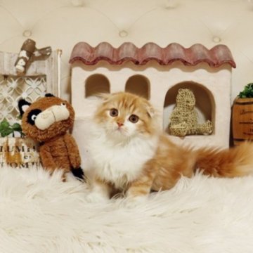 スコティッシュフォールド(折れ耳)【佐賀県・女の子・2025年8月26日・レッドタビー&ホワイト】の写真「可愛いスコちゃん★」