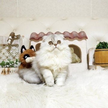 スコティッシュフォールド(立ち耳)【佐賀県・男の子・2025年7月10日・シルバータビー】の写真「可愛いスコちゃん★」