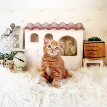 スコティッシュフォールド(折れ耳)【佐賀県・女の子・2025年8月26日・レッドタビー】の写真「可愛いスコちゃん★」