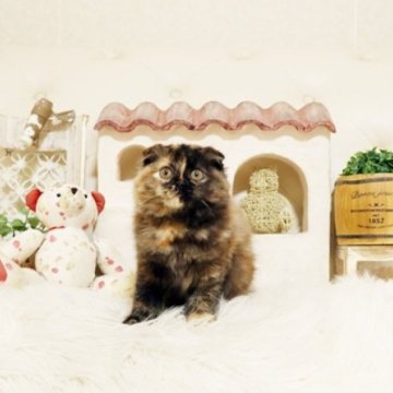 スコティッシュフォールド(折れ耳)【佐賀県・女の子・2025年8月26日・トーティー】の写真「可愛いスコちゃん★」