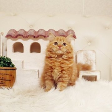 スコティッシュフォールド(立ち耳)【佐賀県・女の子・2025年8月26日・レッドタビー】の写真「可愛いスコちゃん★」